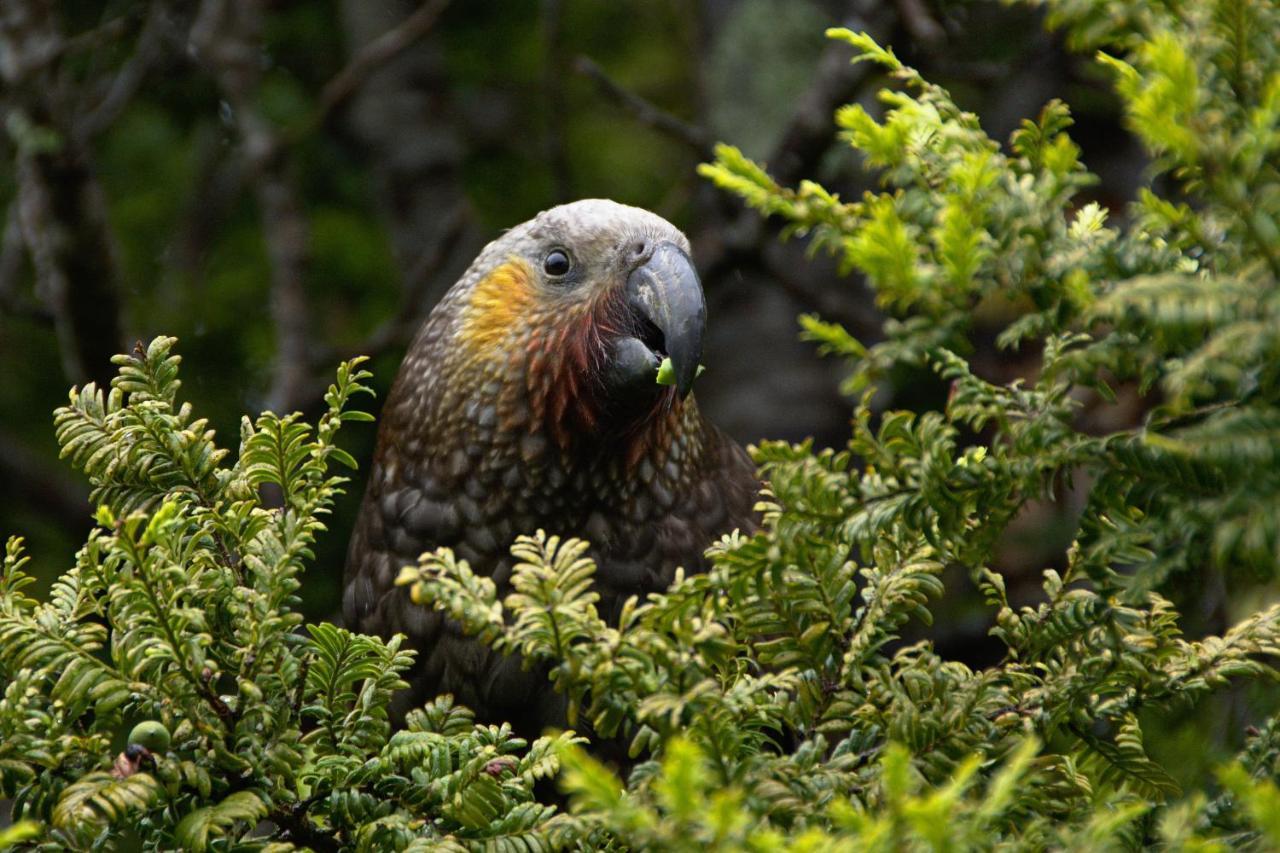 Kaka Retreat Motel, Stewart Island Half-moon Bay Esterno foto